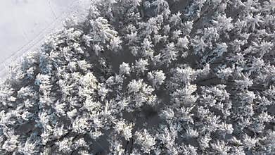 Flying over the Snowy Tops of Trees of a Winter Pine Forest on a Sunny Day