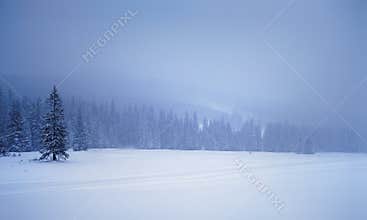 Winter landscape