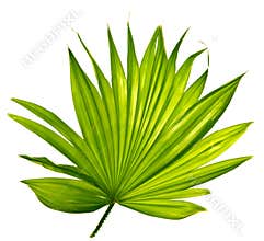 Palm leaf
