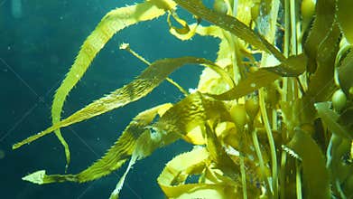 Light rays filter through a Giant Kelp forest. Macrocystis pyrifera. Diving, Aquarium and Marine concept. Underwater