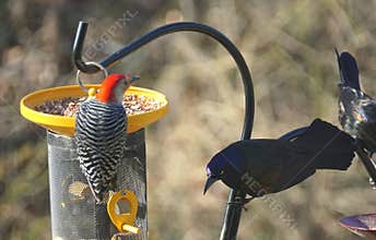 A red-bellied woodpecker eating seeds on a bird feeder next to a grackle