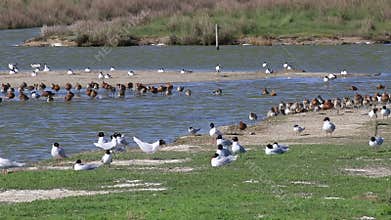 Black-tailed godwits, Avocets and Mediterranean gulls, breeding season, Noirmoutier, France