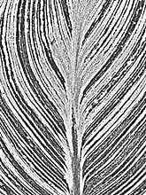 Distress old dry wooden texture. Black and white grunge background. Vector illustration