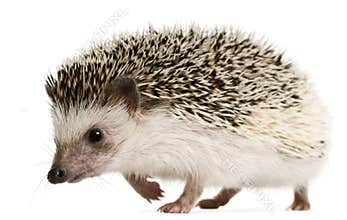 Four-toed Hedgehog, Atelerix albiventris