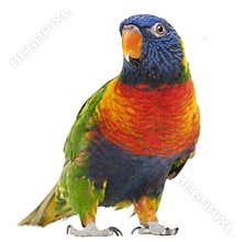 Rainbow Lorikeet, Trichoglossus haematodus