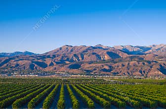 California Citrus Groves