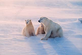 Polar bear and cubs in weak Arctic sunlight