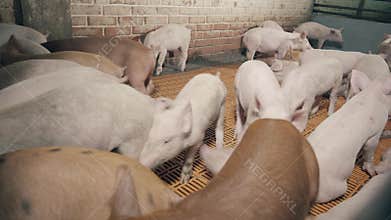 Hyperactive piggies in the farm yard