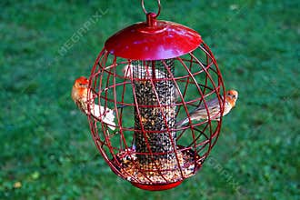 American Red House Finch birds inside a squirrel proof bird feeder, filled with sunflower and wild seeds