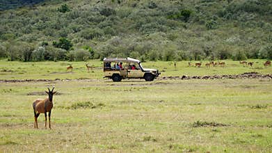 African Safari Animals and Wildlife