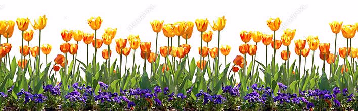 Tulip border
