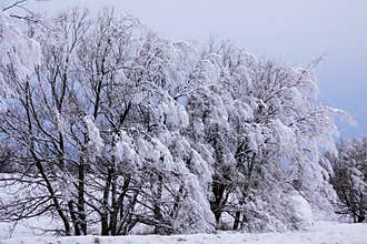 Hoar Frost on the Chautauqua Ridge