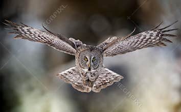 Great Grey Owl portrait