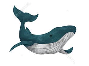 Blue whale. Cute illustration on white isolated background