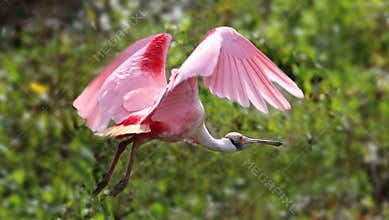 Roseate spoonbill in flight.