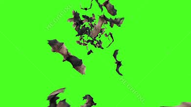 Flock of Bats Animals Halloween Green Screen