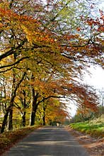 Autumn scene