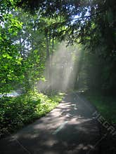 Sunlight through the Trees