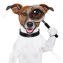 Dog with magnifying glass