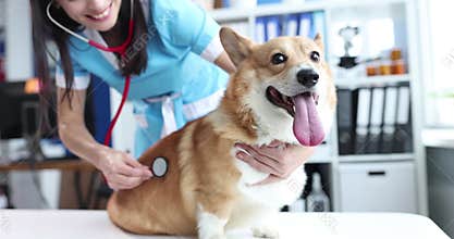 Veterinarian examines dog on table in veterinary clinic listens to heartbeat with stethoscope