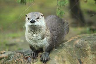 North American river otter