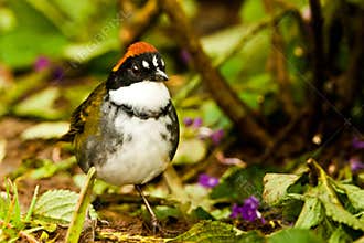 Chestnut Capped Brush Finch