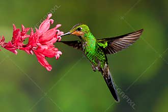 Green Crowned Brilliant
