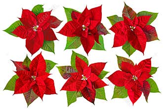 Poinsettia or red Christmas Eve flower set isolated on white. Transparent png additional format