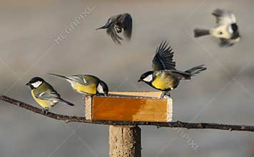 Titmouse birds