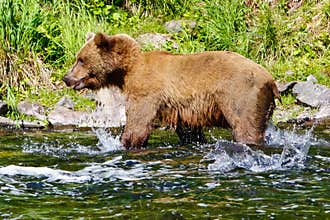 Alaska Brown Grizzly Bear Salmon Splashing