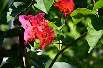 very pretty colorful garden rose flower from close in my garden