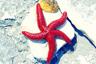 Red Starfish