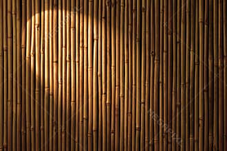 Bamboo Spotlight Background