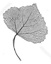 Leaf Skeleton