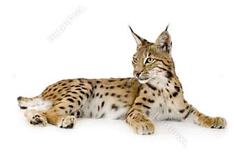 Lynx (2 years)