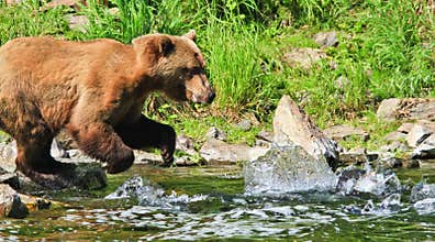 Alaska Brown Grizzly Bear Fishing for Salmon