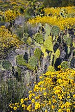 Arizona Desert Cactus and Wildflowers