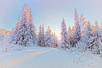Winter landscape