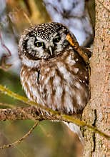 Boreal Owl