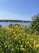 yellow wildflowers grow along the riverbank