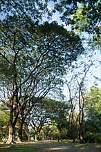 Shady tree in the park