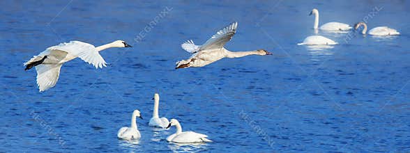 Swans in Flight
