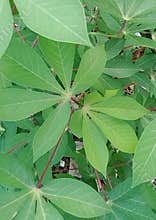 Cassava leaves