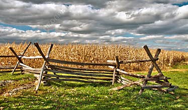 Rural Cornfield in autumn
