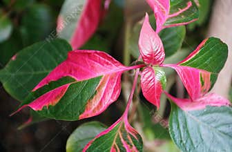 Closeup of the bright pink and green leaves of Alternanthera ficoidea, also widely known as Party Time plant