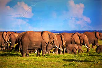 Elephants herd on savanna. Safari in Amboseli, Kenya, Africa