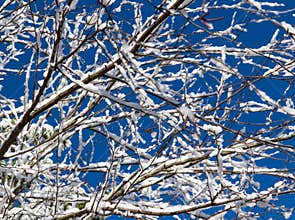 Wintery Snowfall on Tree Branches