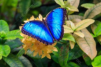 Menelaus blue morpho butterfly (Morpho menelaus) on flower