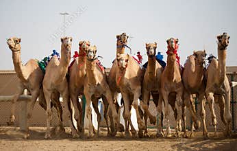 Camel Racing