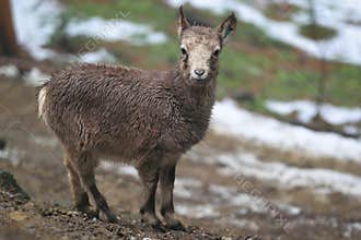 Common ibex